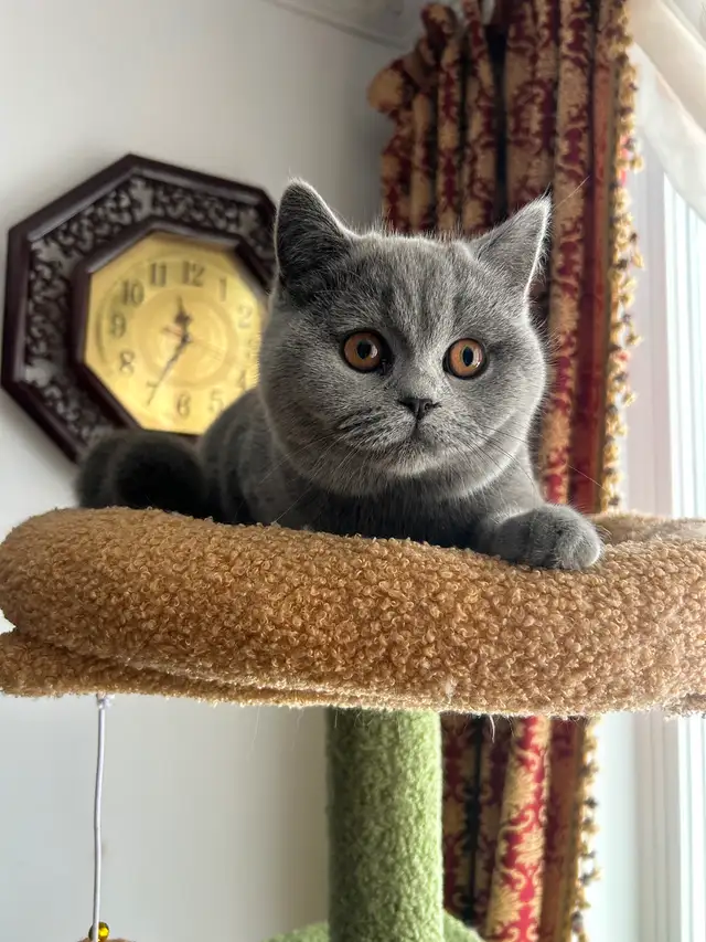 Scottish Straight and Scottish Fold kittens CCA/AFC registered
