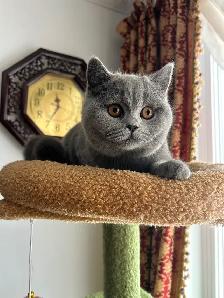 Scottish Straight and Scottish Fold kittens CCA/AFC registered