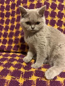 Scottish Straight and Scottish Fold kittens CCA/AFC registered - Photo 5
