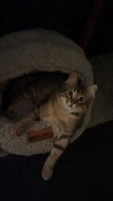 kitten available