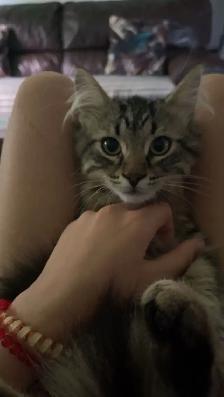 kitten available - Photo 2