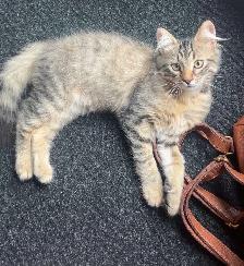 kitten available - Photo 3