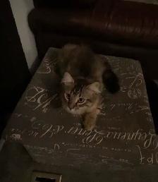 kitten available - Photo 5