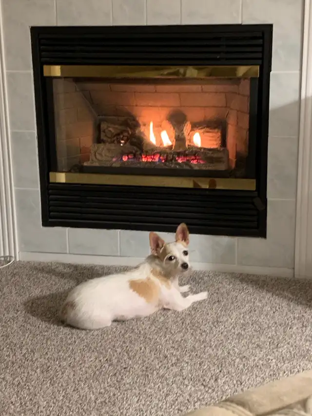 Room for rent / pet friendly
