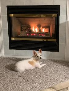 Room for rent / pet friendly
