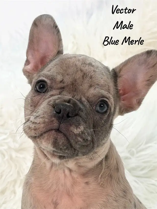French Bulldog Puppy Blue Merle