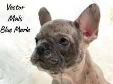 French Bulldog Puppy Blue Merle - Photo 2