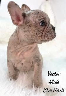 French Bulldog Puppy Blue Merle - Photo 3