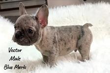 French Bulldog Puppy Blue Merle - Photo 4