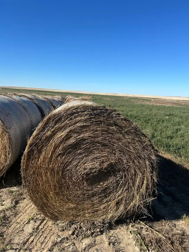 Hay for sale