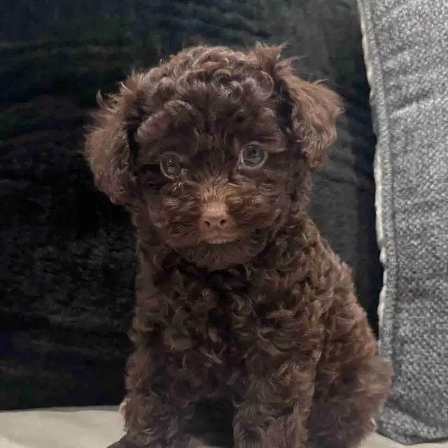 Purebred toy poodles