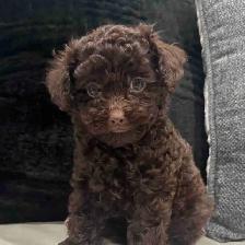 Purebred toy poodles