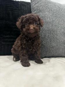 Purebred toy poodles - Photo 2
