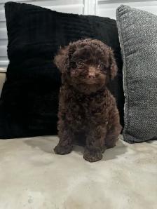 Purebred toy poodles - Photo 3