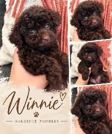 Purebred toy poodles - Photo 4