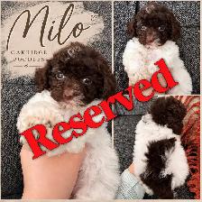 Purebred toy poodles - Photo 6