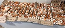 FAST BULK SALE: 100 Point-of-Lay Layers (5 Months Old) – Must go - Photo 3