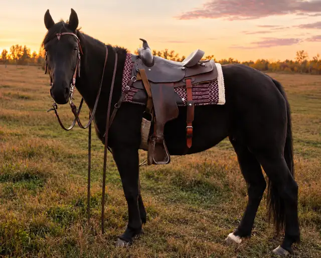 kids horse