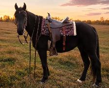 kids horse