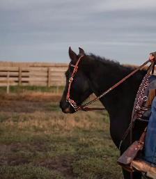 kids horse - Photo 2