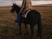 kids horse - Photo 4