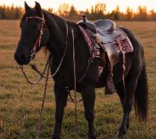 kids horse - Photo 5