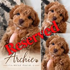 Purebred Toy poodles