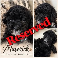 Purebred Toy poodles - Photo 3