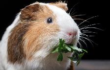 Small Animals Boarding w/ Vet Tech