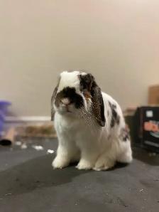 Small Animals Boarding w/ Vet Tech - Photo 3