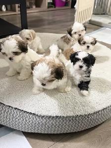 Shitzu puppies for Rehoming