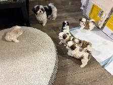 Shitzu puppies for Rehoming - Photo 3