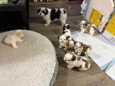 Shitzu puppies for Rehoming - Photo 4