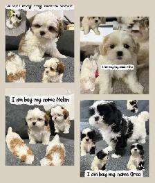 Shitzu puppies for Rehoming - Photo 5