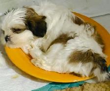 Shitzu puppies for Rehoming - Photo 6