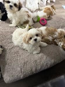 Shitzu puppies for Rehoming - Photo 7