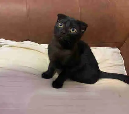 SCOTTISH FOLD KITTEN /  pli écossais