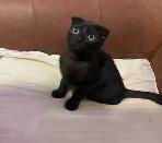 SCOTTISH FOLD KITTEN /  pli écossais