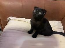 SCOTTISH FOLD KITTEN /  pli écossais - Photo 2