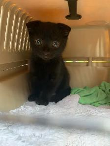 SCOTTISH FOLD KITTEN /  pli écossais - Photo 3