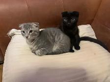 SCOTTISH FOLD KITTEN /  pli écossais - Photo 4