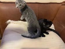 SCOTTISH FOLD KITTEN /  pli écossais - Photo 5