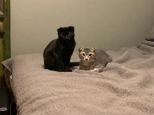 SCOTTISH FOLD KITTEN /  pli écossais - Photo 6