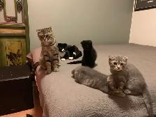 SCOTTISH FOLD KITTEN /  pli écossais - Photo 7