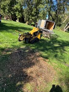 LA Tree & Stump Removal - Photo 4