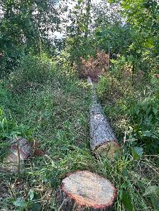 LA Tree & Stump Removal - Photo 5