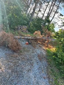 LA Tree & Stump Removal - Photo 6
