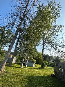 LA Tree & Stump Removal - Photo 8