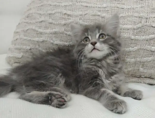 Chaton sibérien hypoallergene
