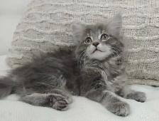 Chaton sibérien hypoallergene